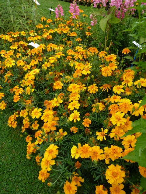 Tagetes patula 'Sunburst orange'